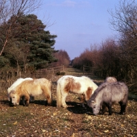 Picture of group of shetland ponies in winter
