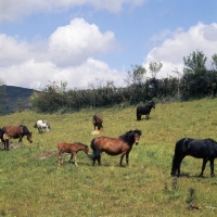 Picture of group of shilstone rocks dartmoor mares and foals, shilstone rocks baccarat on right, in field near widecome 