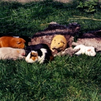 Picture of group of short-haired guinea pigs on grass beside tree bark, red, buff, black, golden and cream with peruvian tortie and white in front