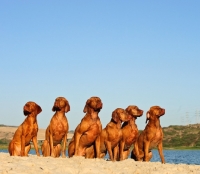 Picture of group of six Hungarian Vizslas
