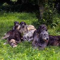 Picture of group of six irish wolfhounds lying in the shade