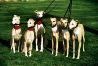 Picture of group of six racing whippets  in different coloured collars.