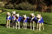 Picture of group of six racing whippets in coats