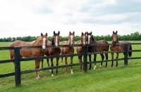 Picture of group of six thoroughbreds standing by a fence