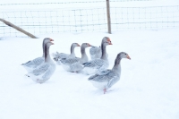 Picture of group of Steinbacher geese in winter