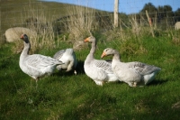 Picture of group of Steinbacher geese