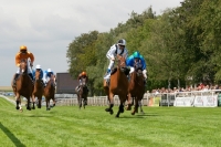 Picture of group of thoroughbred horses racing