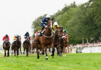 Picture of group of thoroughbred horses racing