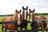 Picture of group of thoroughbreds standing by a fence