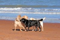 Picture of group of three 3 dogs on a beach