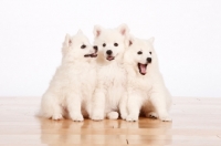 Picture of group of three American Eskimo puppies