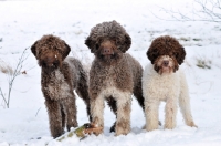 Picture of group of three Lagotto Romagnolo dogs