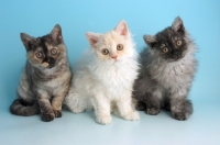 Picture of group of three selkirk rex kittens