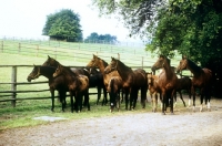 Picture of group of trakehner mares and foals at webelsgrund