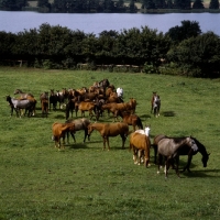 Picture of group of trakehners at  trakehner gestÃ¼t rantzau