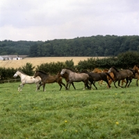 Picture of group of trakehners at  trakehner gestÃ¼t rantzau