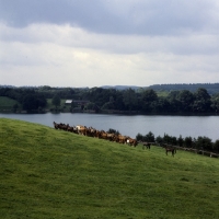 Picture of group of trakehners at trakehner gestÃ¼t rantzau