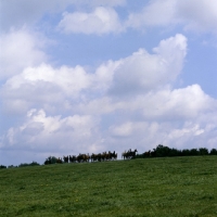 Picture of group of trakehners on the horizon at trakehner gestÃ¼t rantzau