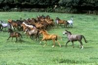 Picture of group of trakehners running together in a field in germany