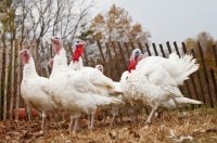 Picture of group of turkeys