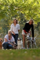 Picture of group of various dog breeds