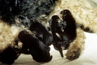 Picture of group of very young airedale puppies suckling