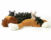 Picture of group of very young French Bulldog puppies