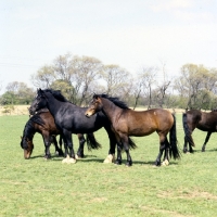 Picture of group of welsh cobs (section d) fillies & colts, 