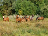 Picture of group of Welsh Cobs (section d)