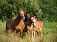 Picture of group of Welsh Cobs (section d)