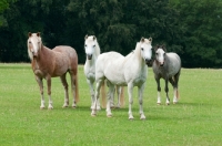 Picture of Group of welsh mountain ponies in a green field