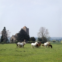 Picture of group of welsh mountain ponies  mares and foals at pendock stud