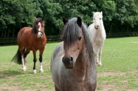 Picture of Group of welsh mountain ponies in a green field