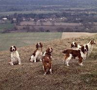 Picture of group of welsh springer spaniels on hillside