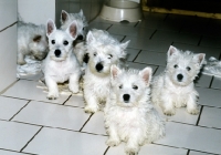 Picture of group of west highland white terrier puppies indoors