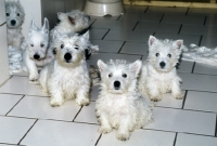 Picture of group of west highland white terrier puppies indoors 