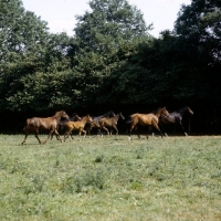 Picture of group of westphalian warmblood mares and foals trotting off