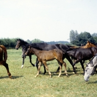 Picture of group of westphalian warmblood mares and foals
