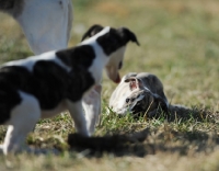 Picture of group of Whippet dogs in field