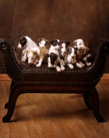 Picture of group of Whippet puppies on sofa