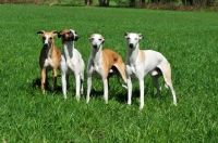Picture of group of Whippets