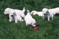 Picture of group of white swiss shepherd puppies