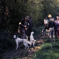 Picture of group of working type english setters at gundog trials