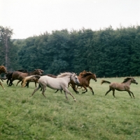 Picture of group of Wurttemberger fillies at St Johan