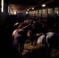 Picture of group of wurttemberger horses in ancient stable at Marbach