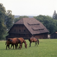 Picture of group of Wurttemberger mares and foal grazing