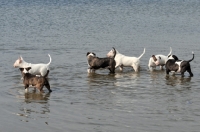 Picture of group of young Bull Terriers walking in water