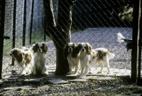 Picture of group of young cavalier king charles spaniels in a run 