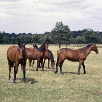 Picture of group of young Cleveland Bays