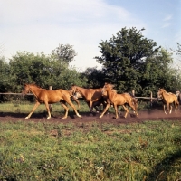 Picture of group of young Shagya Arabs running